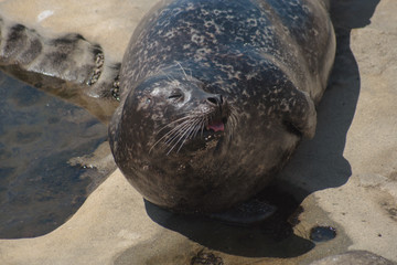 Harbor Seal