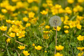 flowering in yellow buttercups