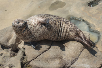 Harbor Seal