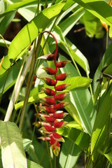 Obraz premium Impressionen Bali