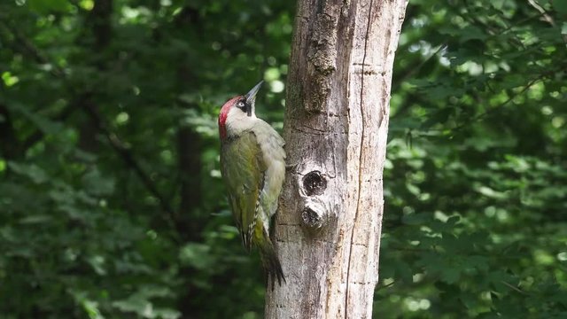 Green woodpecker, Picus viridis,  single bird on branch, Hungary, July 2018