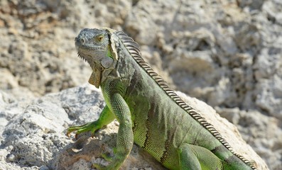 Iguana at the Florida Keys in winter time