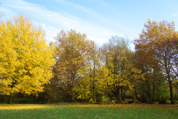 Autumn tree landscape