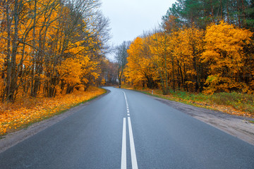 Obraz premium road in autumn forest