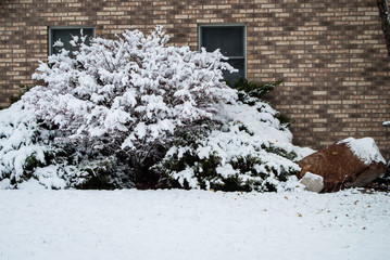 Snow covered bush by brick house and windows