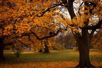 Black trees with yellow red orange leaves on a green lawn in autumn