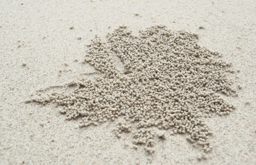 Balls of crabs soldiers