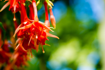 Fuchsia fulgens