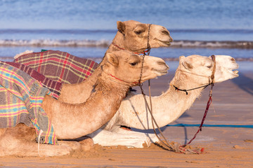Middle eastern camels sitting at the beach