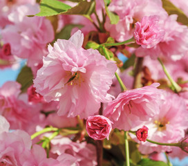 Sakura branch with pink blooming flowers
