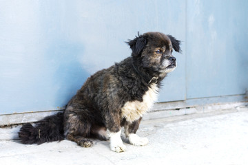 Portrait of a sad black shaggy homeless dog sitting on the street  in the city