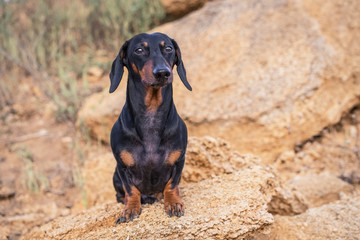 Portrait of a beautiful dog breed Dachshund, black and tan, sitting on a background of stone rocks...