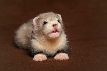 Young ferret baby posing in studio on background