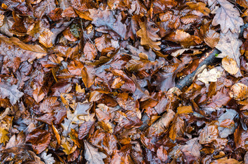 Herbstlaub