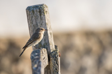 Vogel im Sonnenuntergang