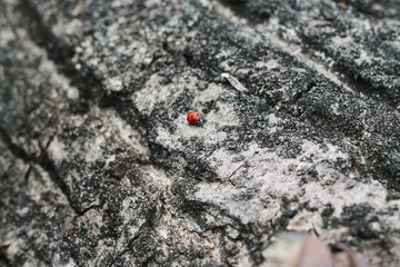 ants in a anthill