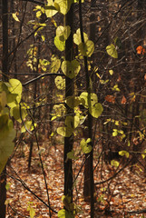 autumn forest