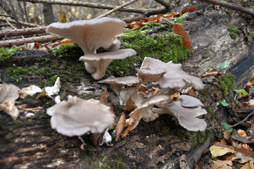 In the forest mushrooms grow Pleurotus ostreatus