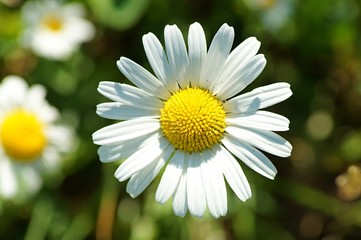 Obraz premium daisy in the grass