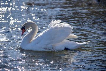 White Swan close-up on a lake on quiet water