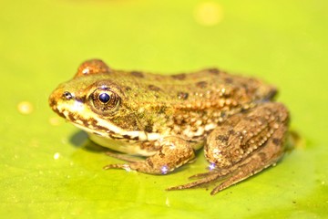 frog on leaf