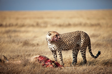 Cheetah by dead animal on field © Cavan for Adobe