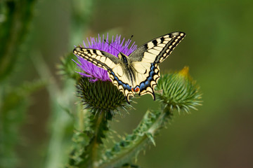 Beautiful butterfly on a flower