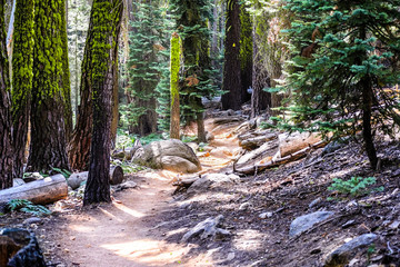 Hiking trail through the forests of Sequoia National Park; green lichen growing on the tree trunks; Sierra Nevada mountains, California