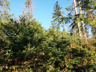 young green pines in the forest