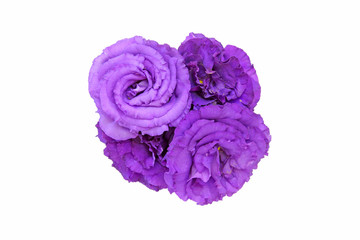 Obraz premium トルコキキョウ