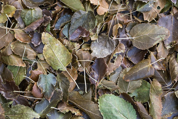 Leaves Texture