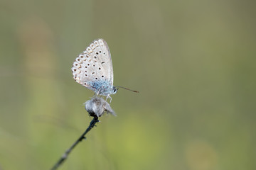 butterfly on flower