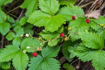 Wild strawberries growing in the forest near Ehrenbreitstein Fortress in Koblenz, Germany