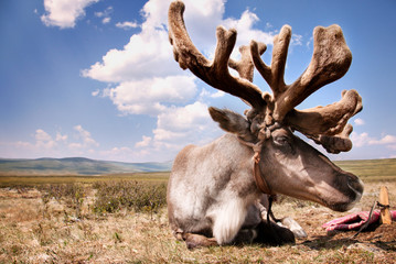 Reindeer sitting on field against sky © Cavan for Adobe