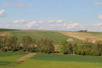 Obraz premium Spring landscape (photo Czech Republic, Europe)