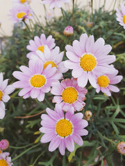 Obraz premium Pink daisies in the garden