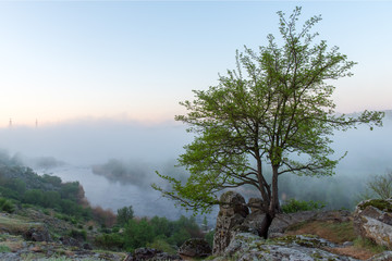Lonely tree over misty canyon, river and stones
