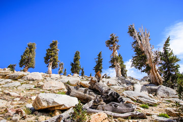 Juniper trees growing at high altitude on the rocky slopes of the Sierra Nevada mountains, Sequoia National Park, California
