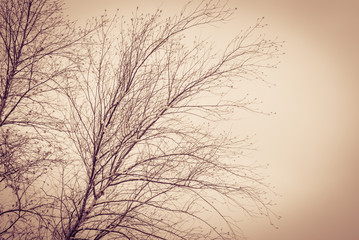 Snow Covered Tree Branches