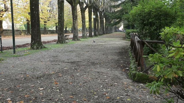 Strada nel parco