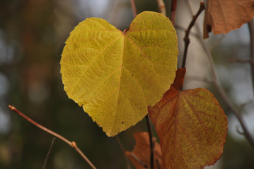 large autumn leaf on a branch
