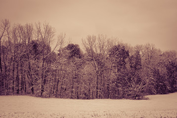  Winter Tree Line in Snowy Field