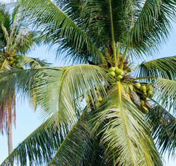 Fototapeta premium View of the crown of a palm tree with coconuts below. blue sky. exotic trees. vacation in asia.