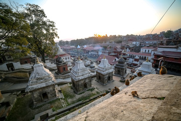 Monkeys and Pashupatinath Temple premises in Kathmandu, Nepal