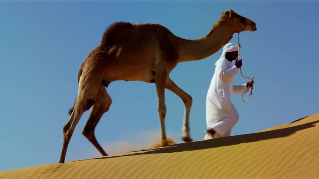 Convoy of camels with owners travelling across Saudi desert sand