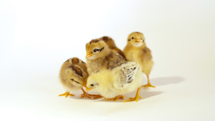 CLOSE UP: Five adorable baby chicks against white background