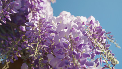 CLOSEUP DOF: Beautiful purple wisteria flowers blooming on sunny day