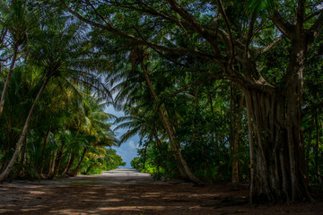 beautiful dense tropical forest of the island of Maldives