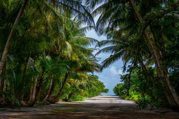 beautiful dense tropical forest of the island of Maldives