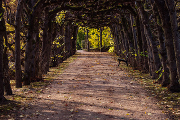 Fußweg unter herbstlichen Bäumen mit einer Bank